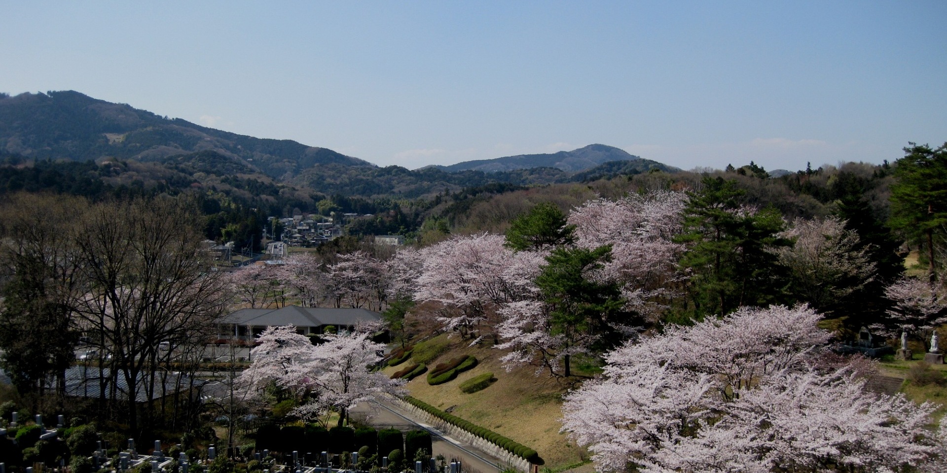 地産霊園桜並木